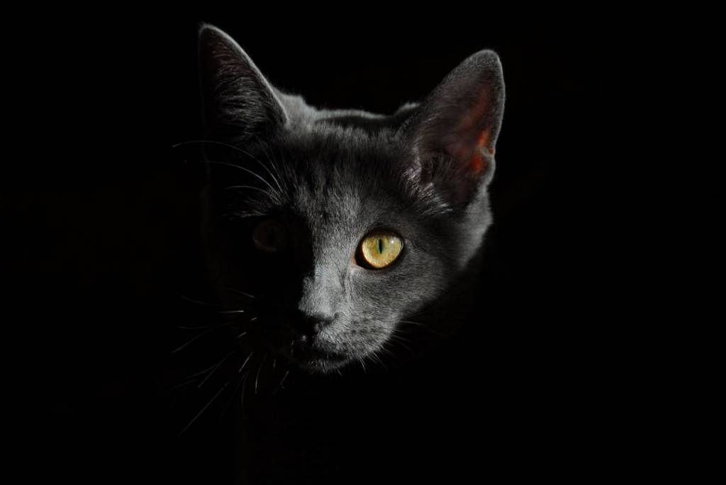 cats protect you from ghost and negative spirit