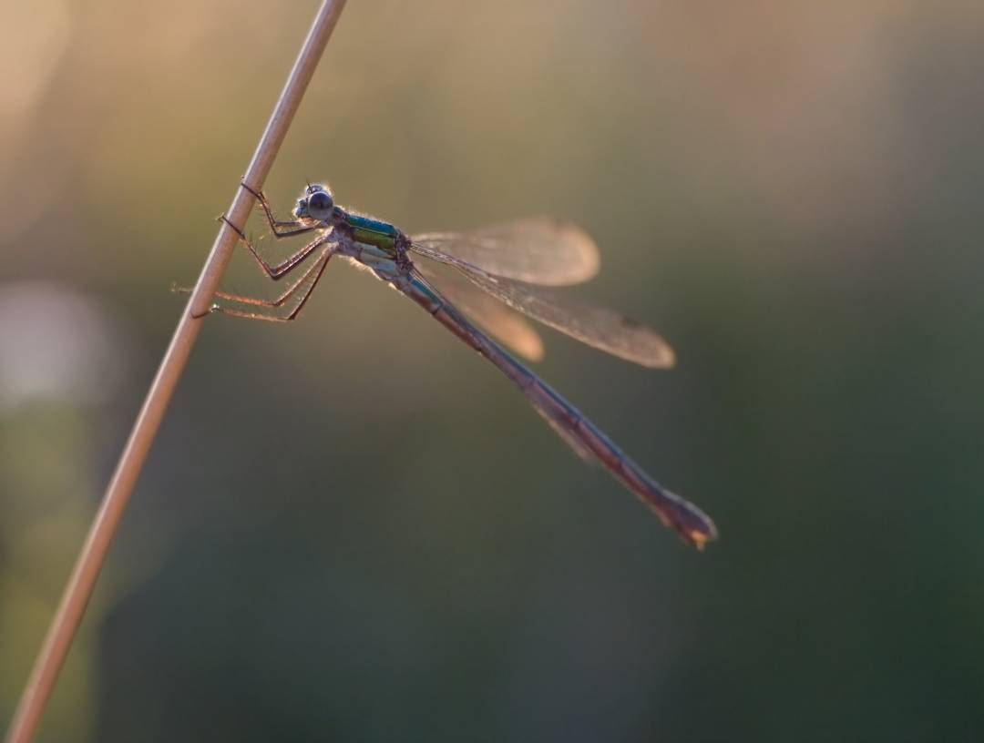 dragonflies have deep meaning