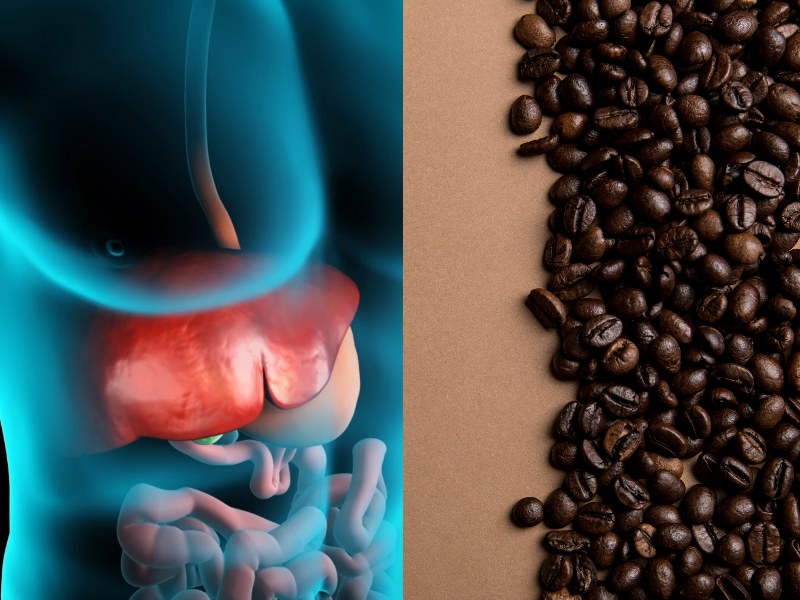 Coffee effects on Your Liver