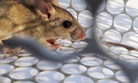 hantavirus case in china