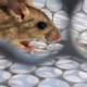 hantavirus case in china