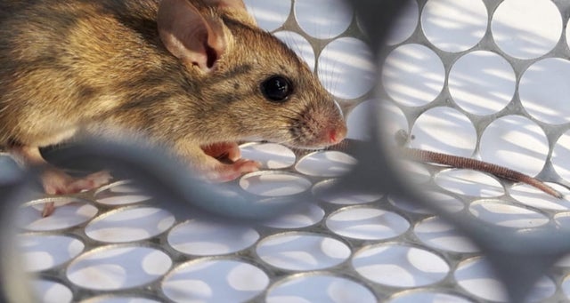 hantavirus case in china