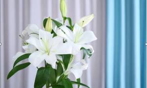 lotus-to-lilies
