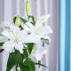 lotus-to-lilies