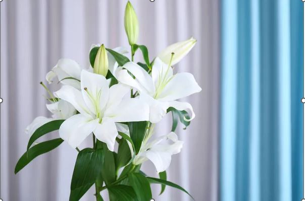 lotus-to-lilies
