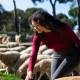 Woolrec