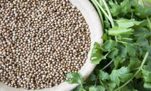 Coriander Complete Guide to Uses, Benefits, Seeds & Home Grow