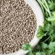 Coriander Complete Guide to Uses, Benefits, Seeds & Home Grow