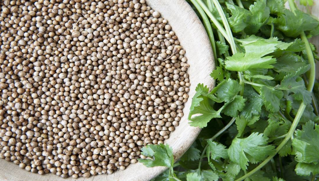 Coriander Complete Guide to Uses, Benefits, Seeds & Home Grow