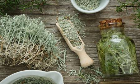 Lyposingrass Exposed Truth About Trend Herb, Benefits & Risks