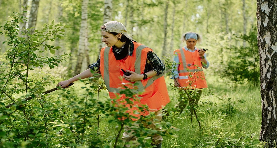 Viltnemnda: Norway Official Municipal Wildlife Board Roles & Laws