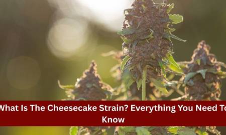 What Is The Cheesecake Strain Everything You Need To Know