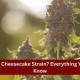 What Is The Cheesecake Strain Everything You Need To Know