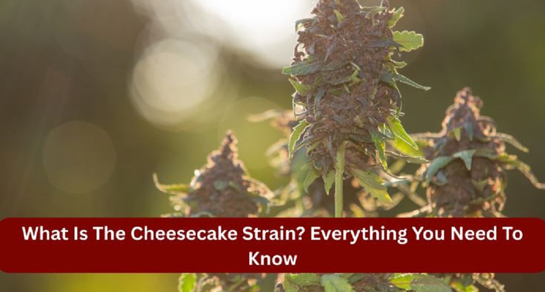 What Is The Cheesecake Strain Everything You Need To Know