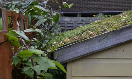 Spring Backyard Drainage Problems That Start at the Roofline