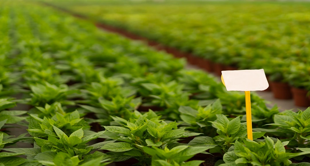 Creating a Healthy Nursery: Beyond the “For Sale” Sign The Top 5 Red Flags That Kill Home Appraisals