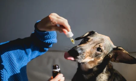 How Full spectrum Cannabidiol Extracts Support Emotional Balance in Stressed Dogs