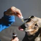 How Full spectrum Cannabidiol Extracts Support Emotional Balance in Stressed Dogs