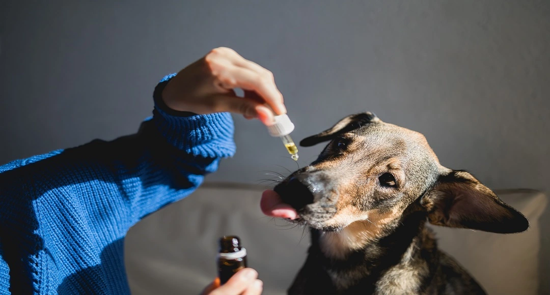 How Full spectrum Cannabidiol Extracts Support Emotional Balance in Stressed Dogs