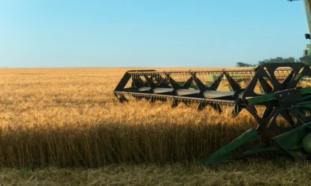 Messeregge: What Is It, Meaning, Uses & Why It Matters in Farming