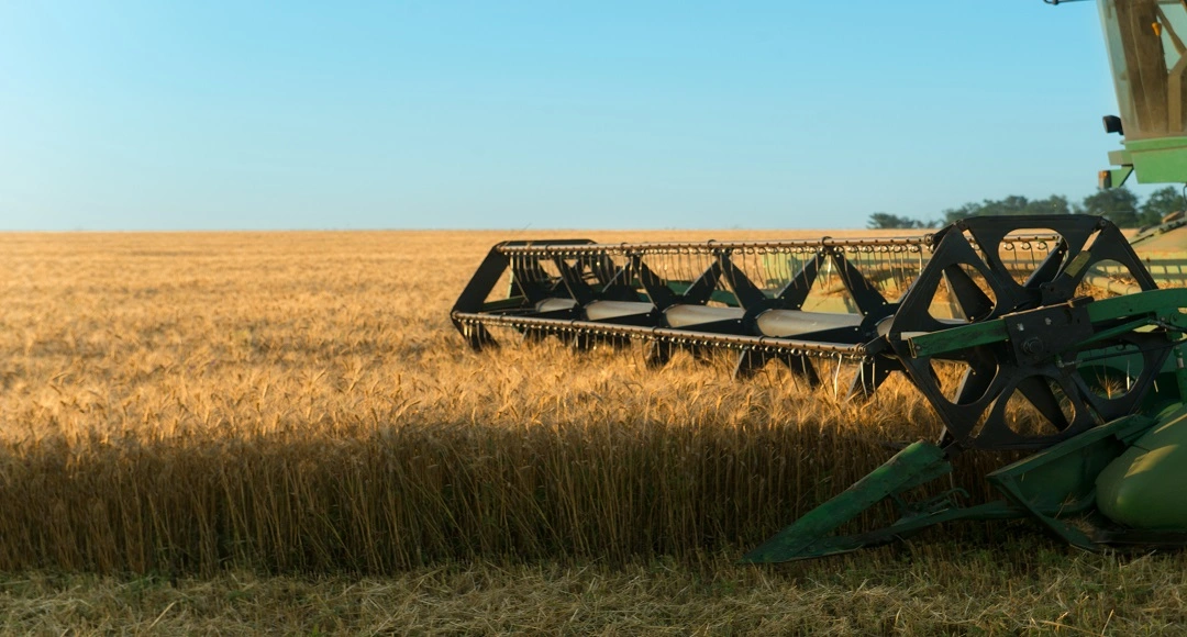 Messeregge: What Is It, Meaning, Uses & Why It Matters in Farming