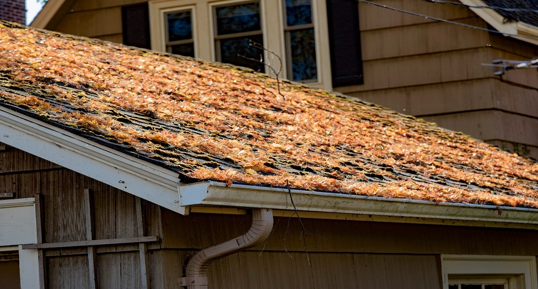 Why Pine Needles Cause More Roof Problems Than Most Olympia Homeowners Realize