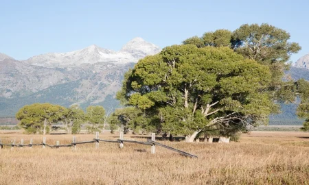 The Hidden Impact of Cottonwood Season on Your Property's Appearance