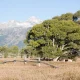 The Hidden Impact of Cottonwood Season on Your Property's Appearance
