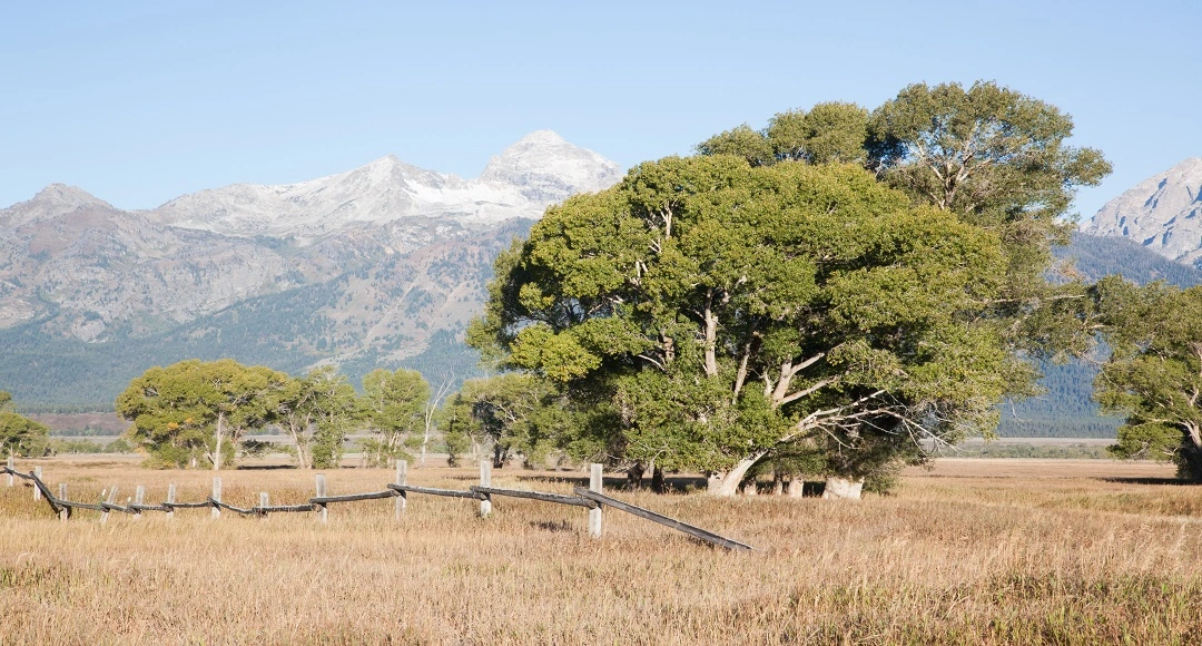 The Hidden Impact of Cottonwood Season on Your Property's Appearance