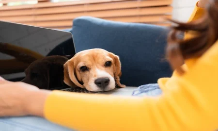How to Verify Legitimate ESA Dog Certification Online