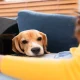 How to Verify Legitimate ESA Dog Certification Online