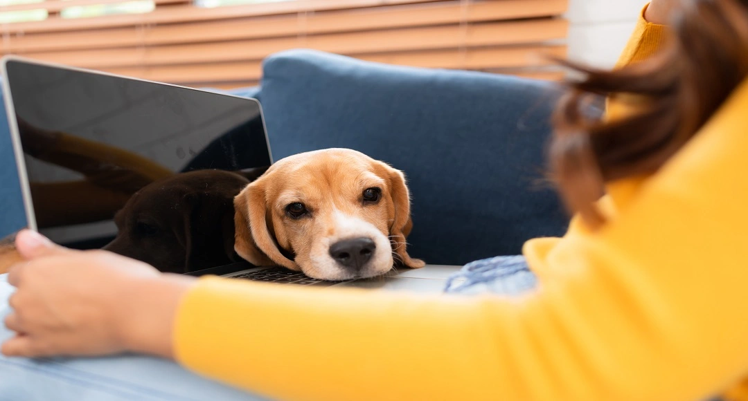 How to Verify Legitimate ESA Dog Certification Online