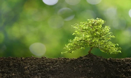 How Environment Shapes Long-Term Recovery