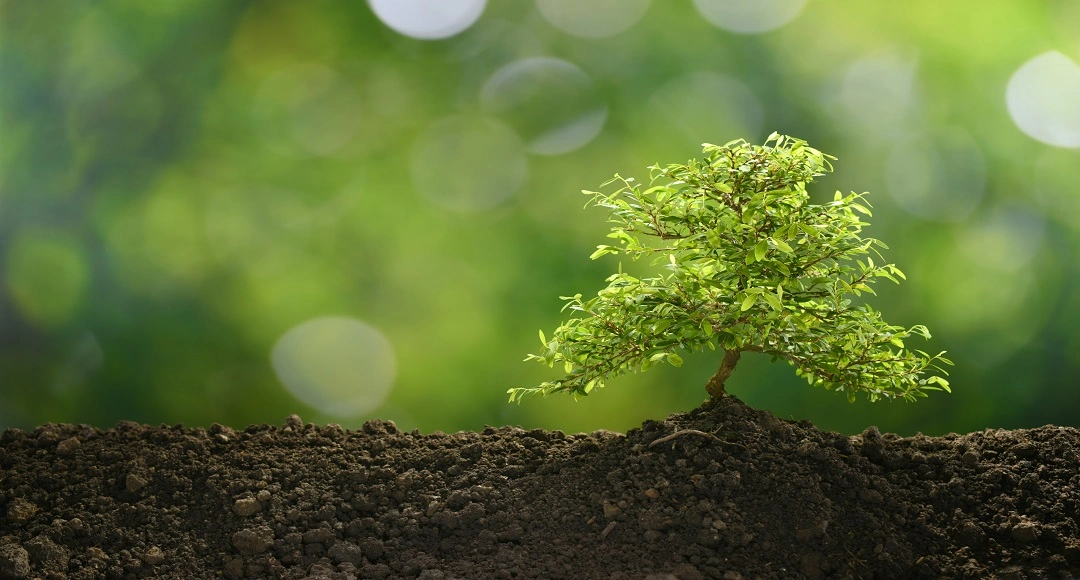 How Environment Shapes Long-Term Recovery