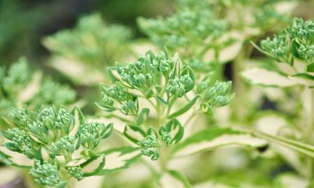Wormwood in the Garden: A Timeless Herb for Modern Landscapes