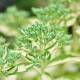 Wormwood in the Garden: A Timeless Herb for Modern Landscapes