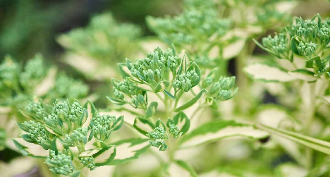 Wormwood in the Garden: A Timeless Herb for Modern Landscapes