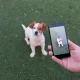 How to Make a Realistic Pet Story With an AI Video Generator