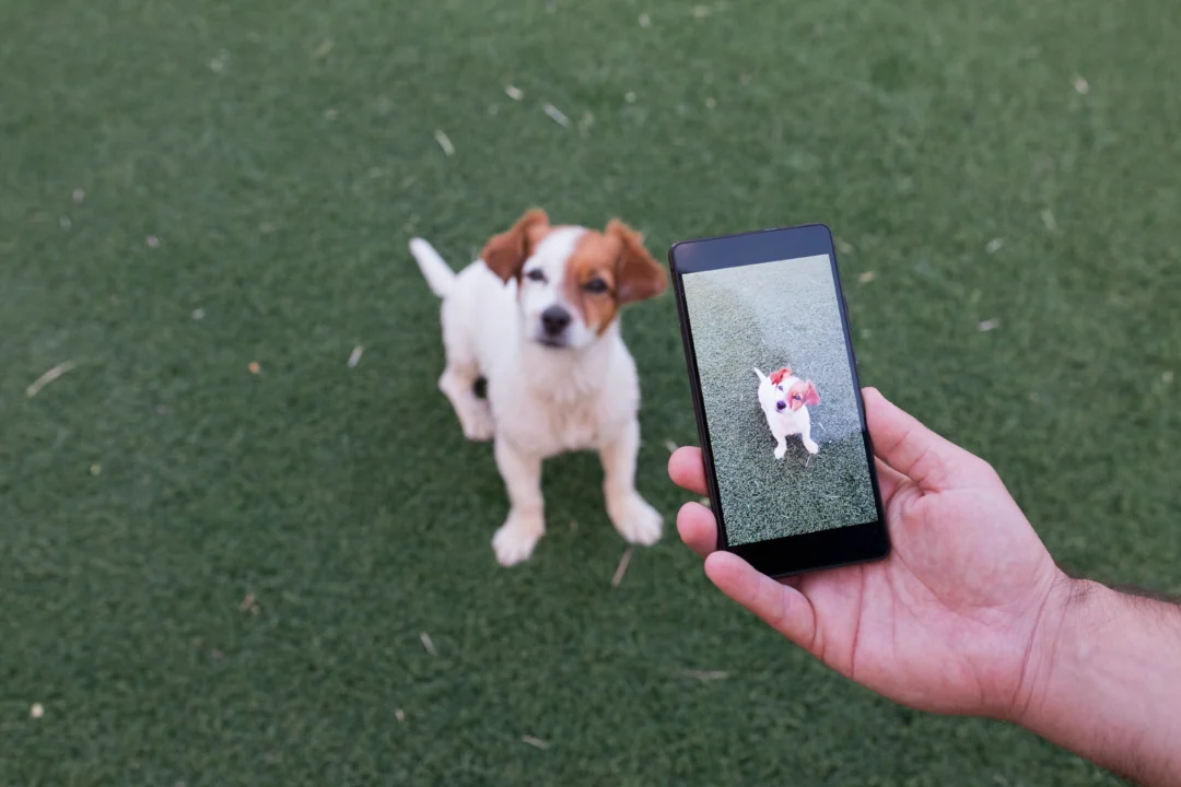 How to Make a Realistic Pet Story With an AI Video Generator