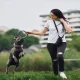 Fetch vs Pets Best Which Pet Insurance Actually Covers What Your Pet Needs in 2026